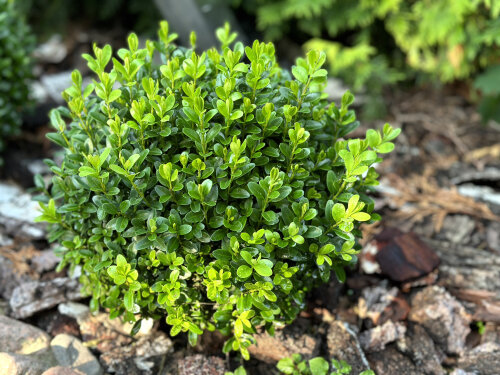 Buxus Microphylla 'Green Gem'